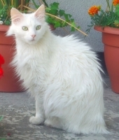 1147214638_4.jpg.jpg