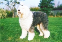 1441670204_40.jpg.jpg