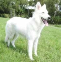 1489181568_26.jpg.jpg