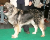 1503623520_33.jpg.jpg