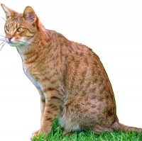 1546350617_40.jpg.jpg