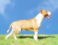 156170672_55.jpg.jpg