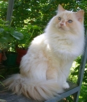 1912902995_45.jpg.jpg