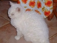 1988951741_49.jpg.jpg
