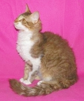 2021250443_33.jpg.jpg
