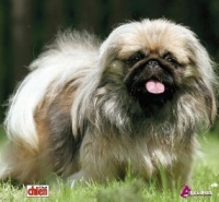 737970003_pekinois.j.jpg