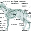 Anatomie du chien, vétérinaire par dressemonchien.com-video chien-chiot-Formation